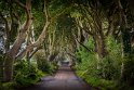 22 Dark Hedges